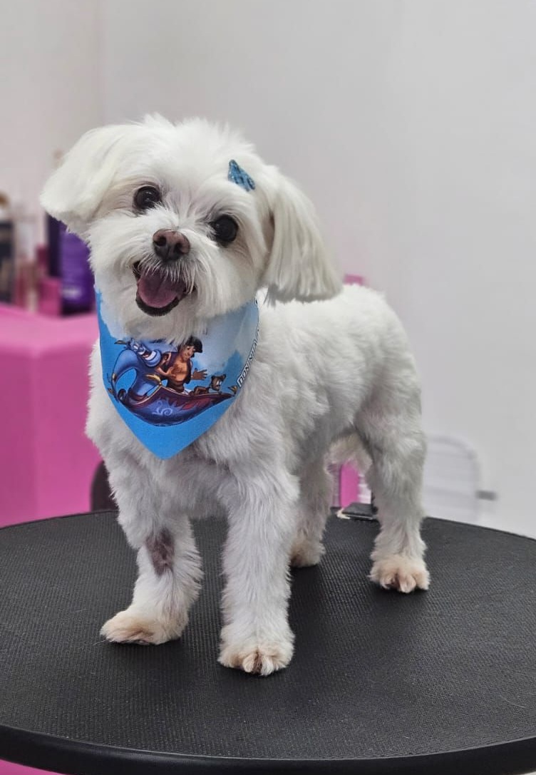 Maltês com tosa estética e bandana na Doninha Pets em Caxias do Sul