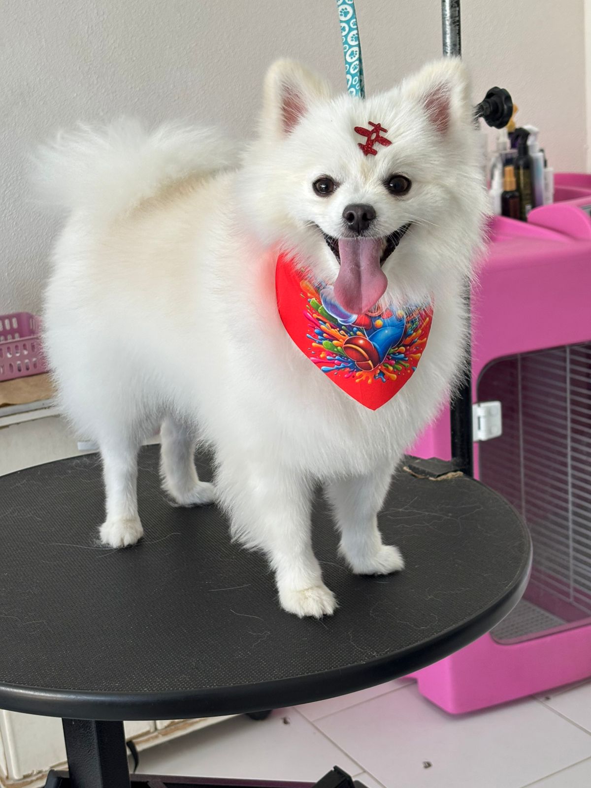 Spitz Alemão branco com tosa e bandana colorida na Doninha Pets
