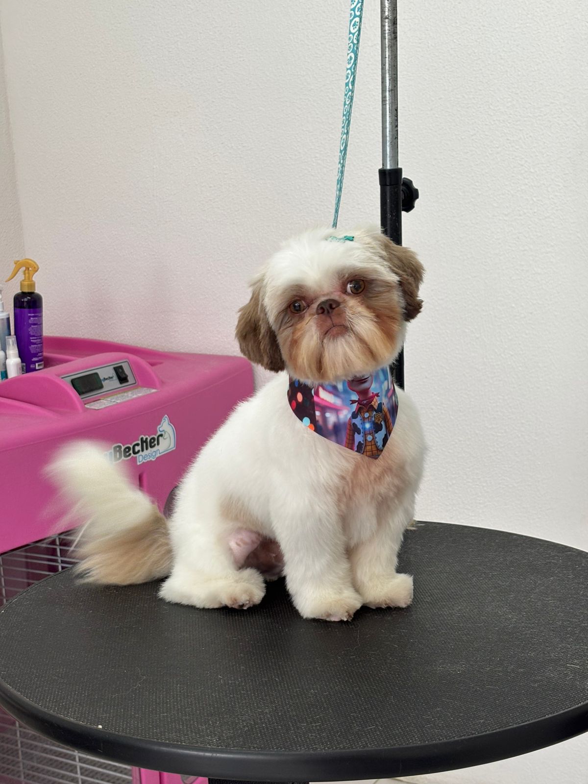 Shih Tzu com tosa estética na Doninha Pets em Caxias do Sul