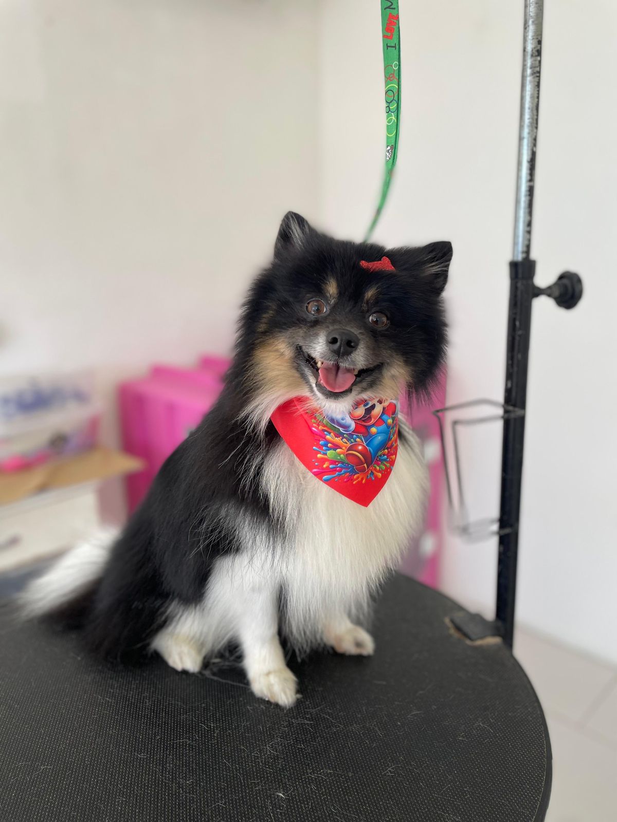 Lulu da Pomerânia preto com bandana após tosa na Doninha Pets