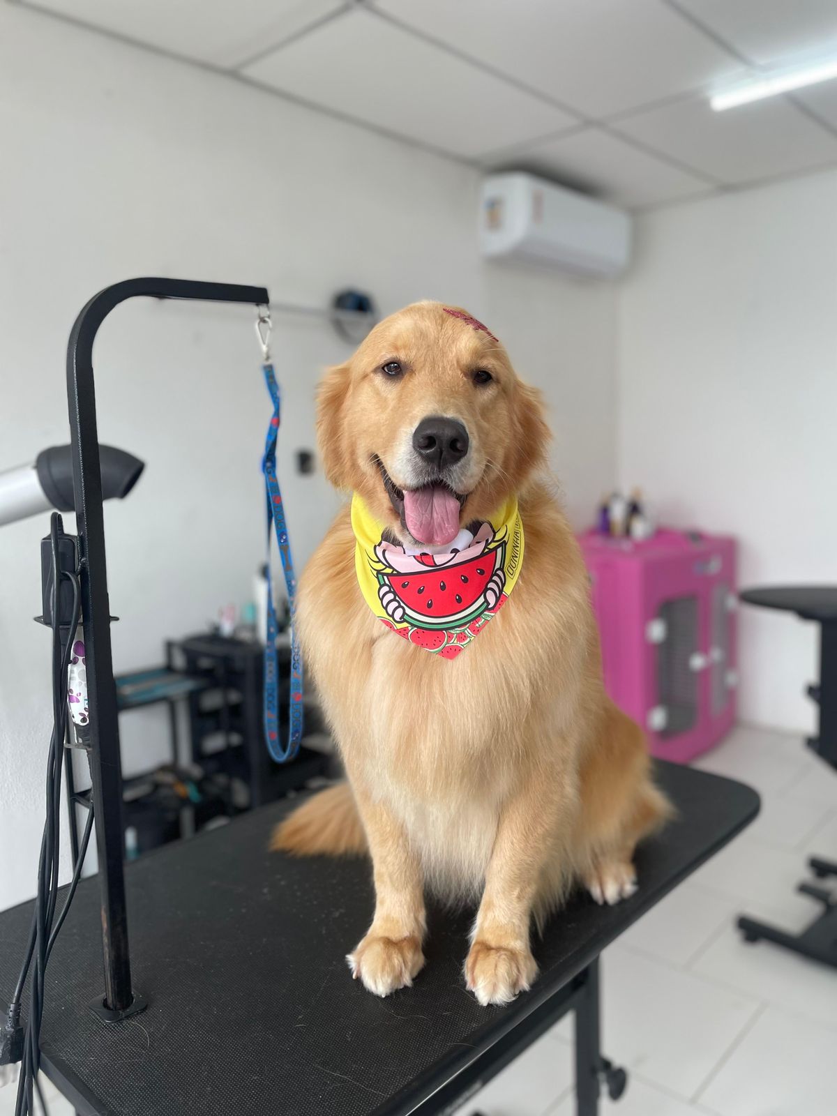 Golden Retriever com bandana após banho e tosa na Doninha Pets