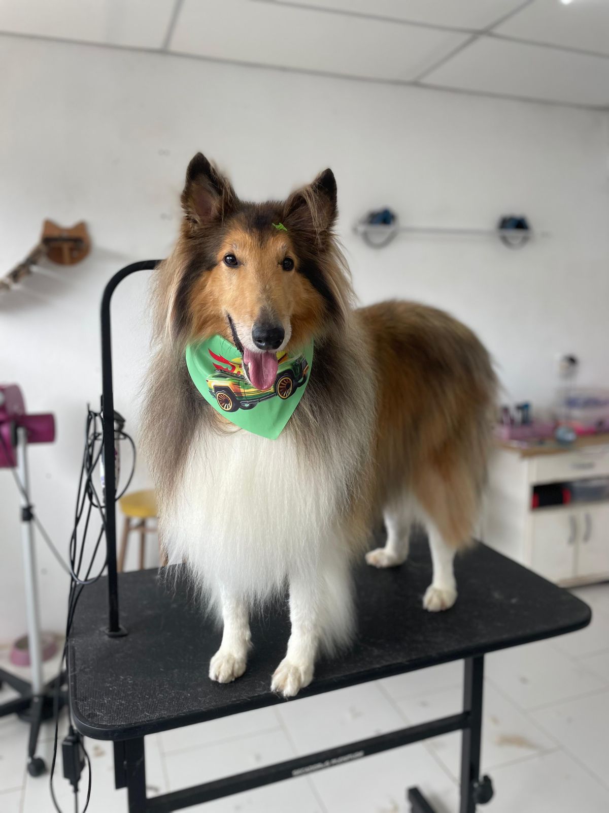 Collie com tosa na Doninha Pets em Caxias do Sul