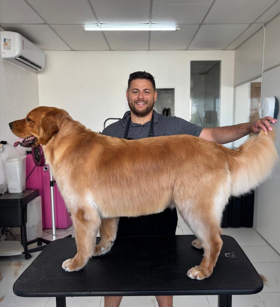 Tosador da Doninha Pets com Golden Retriever após banho e tosa em Caxias do Sul